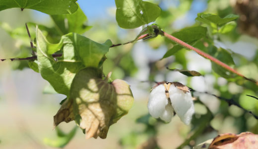 綿花摘みではじめて知った、コットンの持続可能性への挑戦